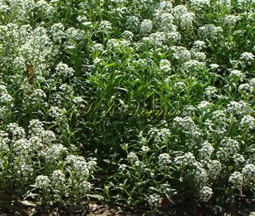  Plants in bloom
